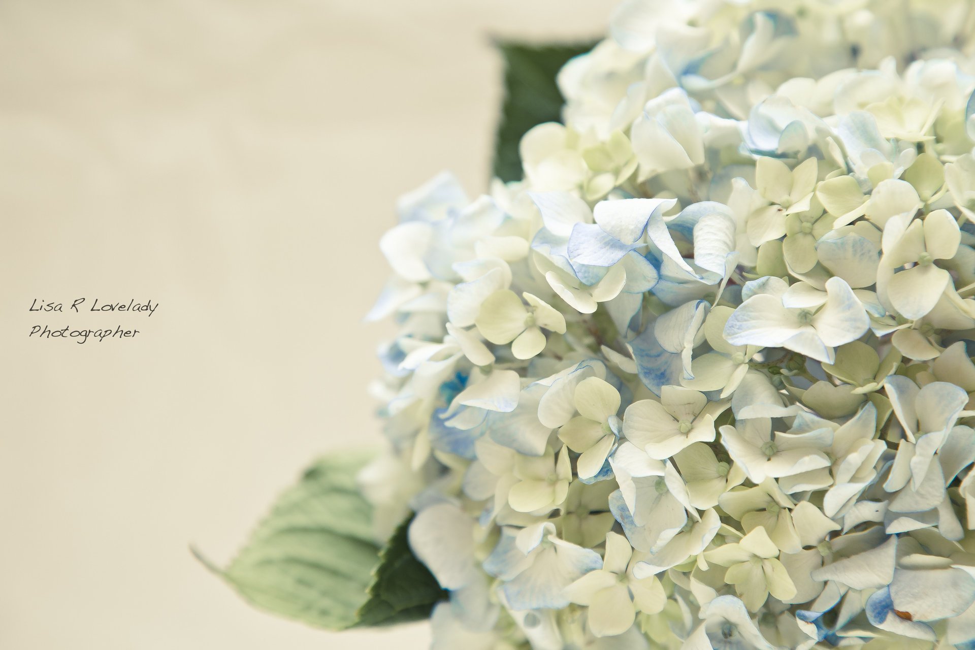 blumen weiche hortensie