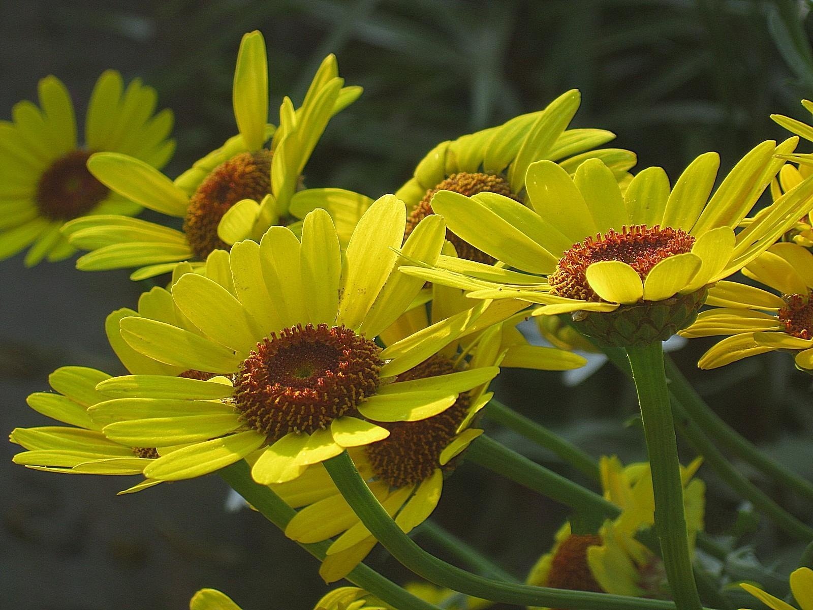 fleurs jaune jardin