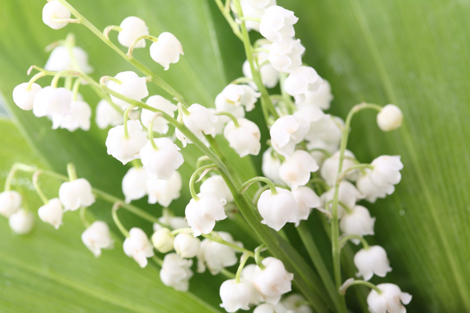 fleurs muguet bourgeons bouquet feuilles printemps