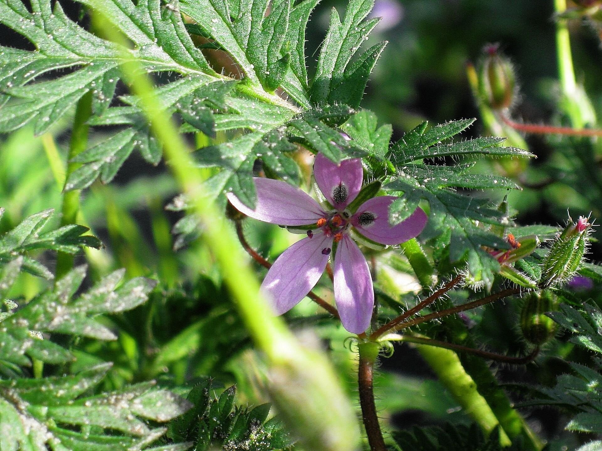 patte fleur lilas