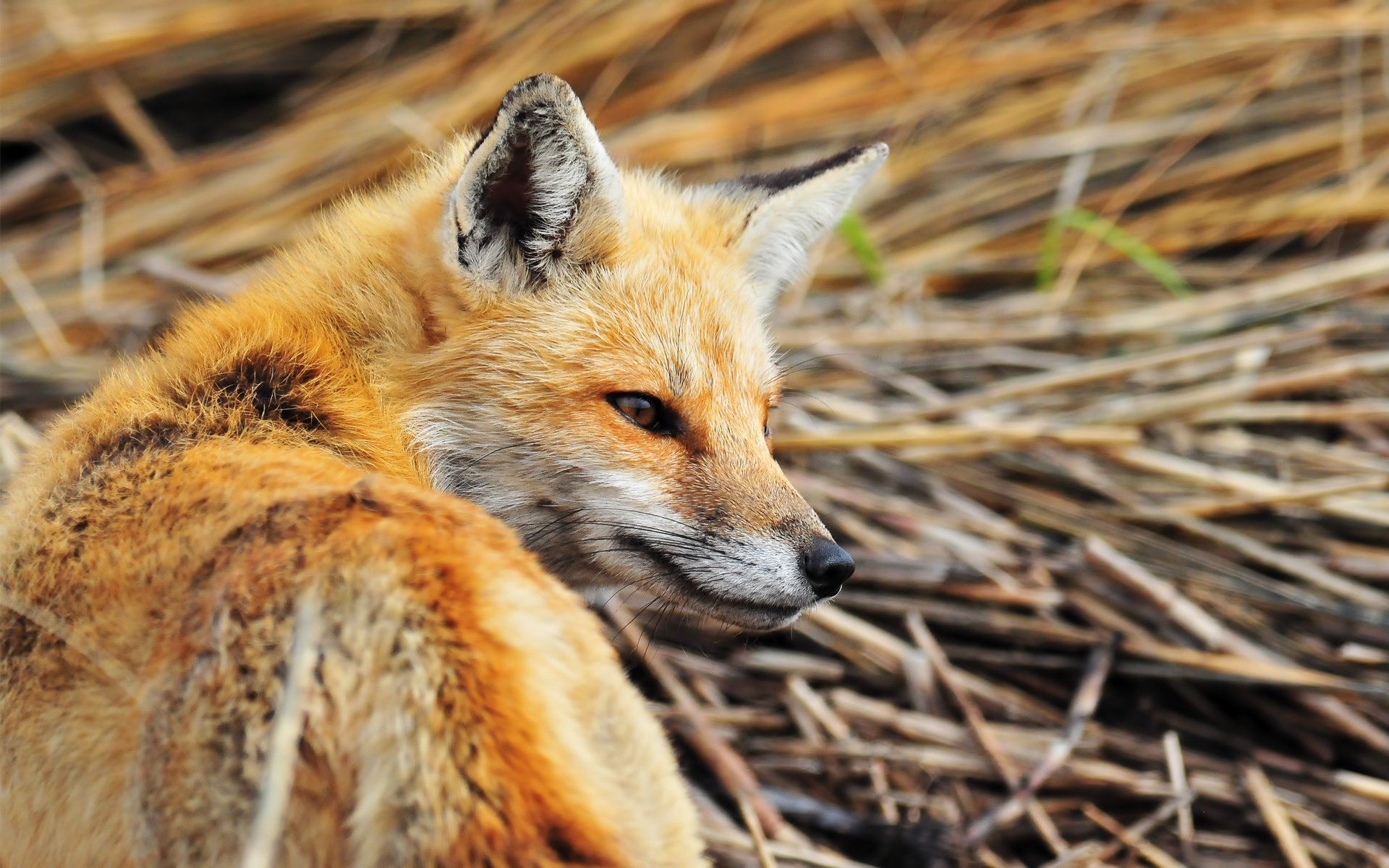 zorro pelirroja astucia mente orejas ojos vista heno paja animales depredadores hocico