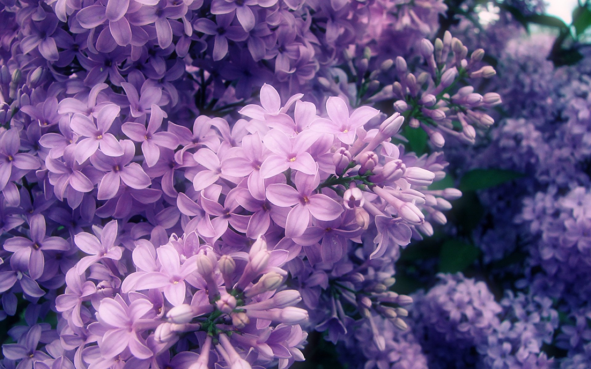 printemps branche floraison lilas pétales gros plan