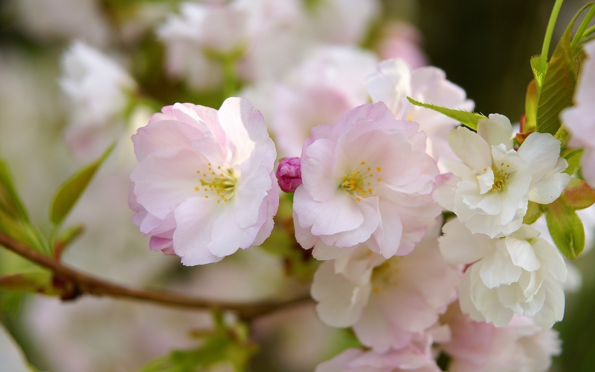 sakura flores rosa rama pétalos macro