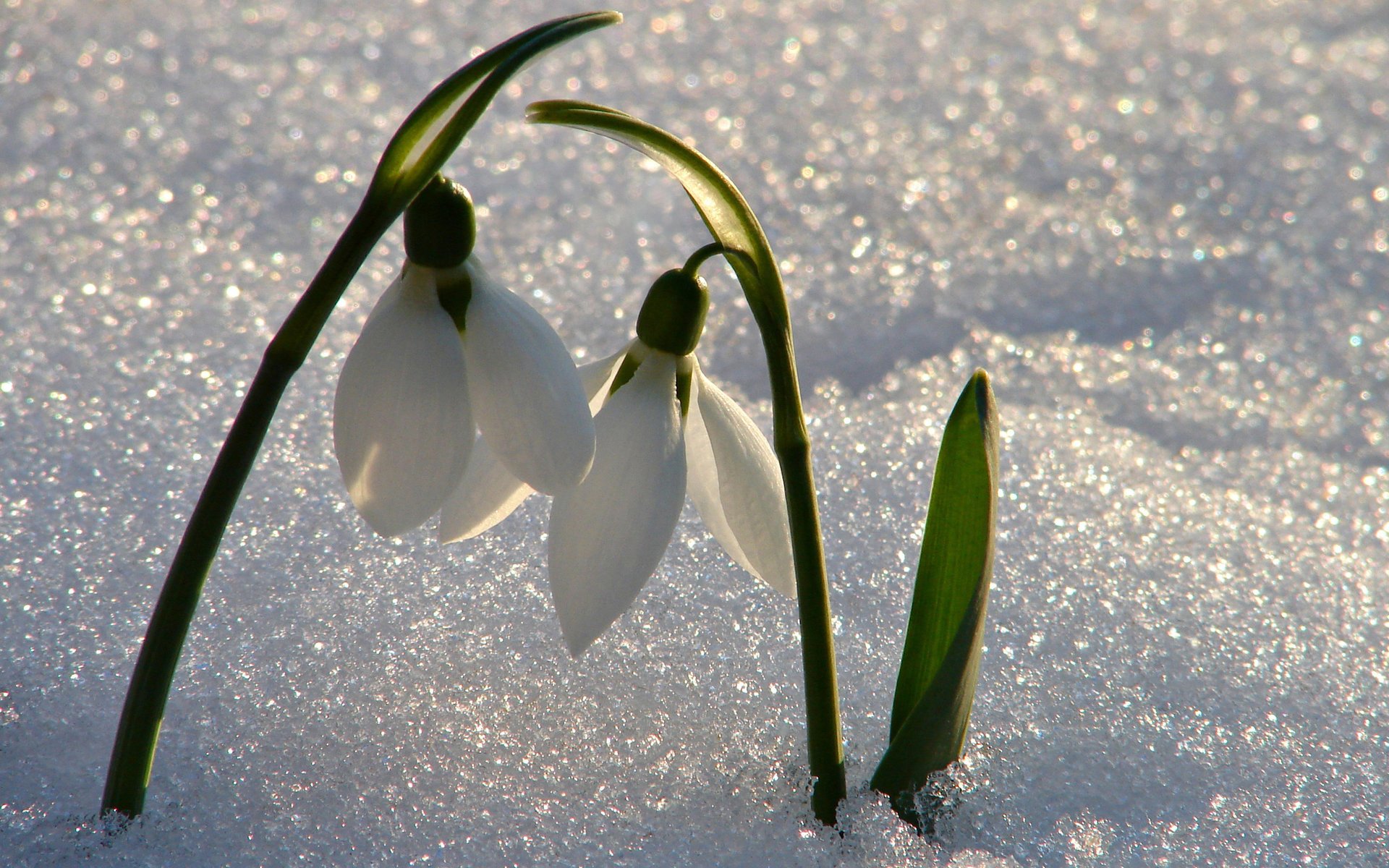 schneeglöckchen schnee glanz licht primel stimmung