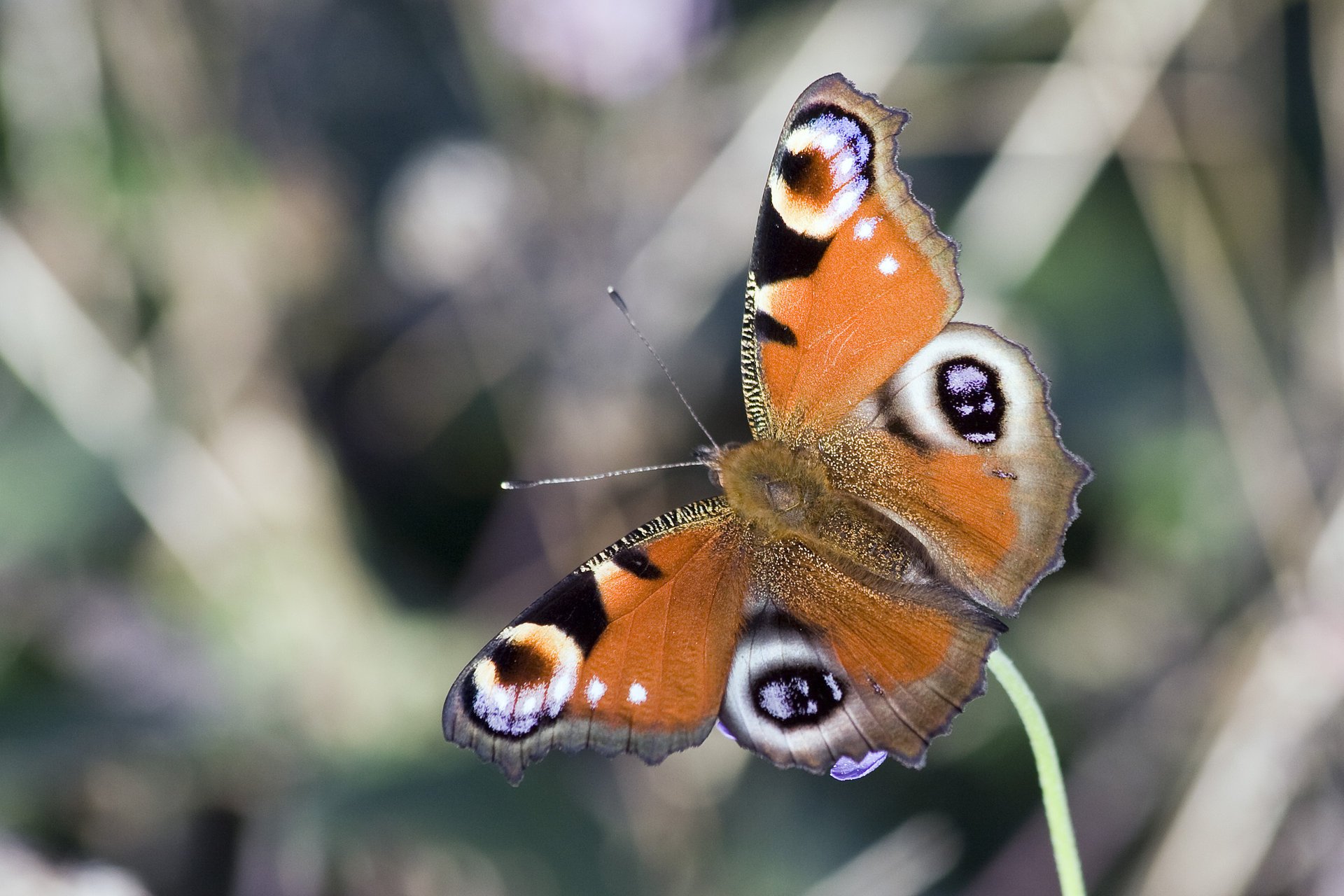 peacock butterfly wings pattern color macro antenna