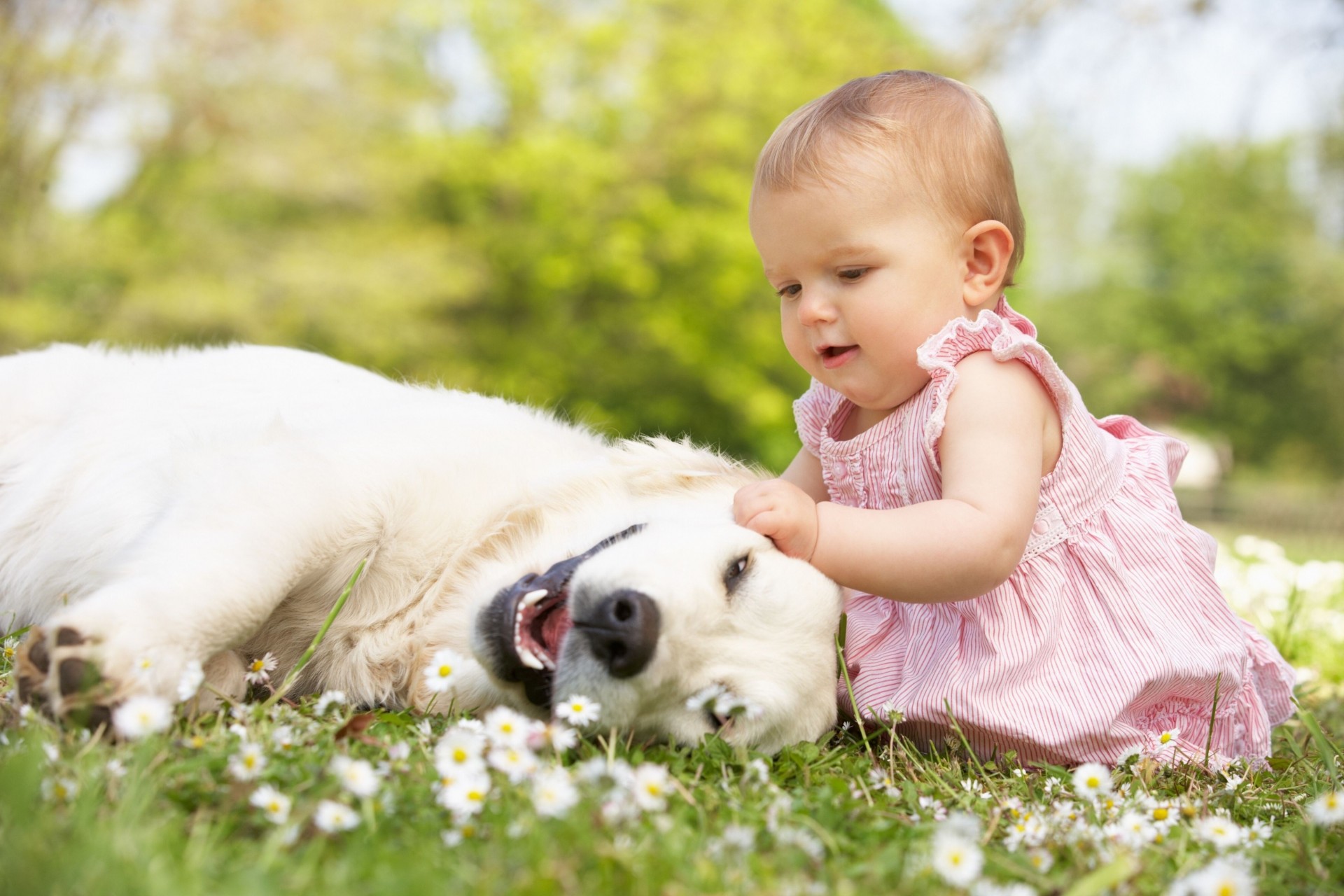 friends girl chamomile dog other flower