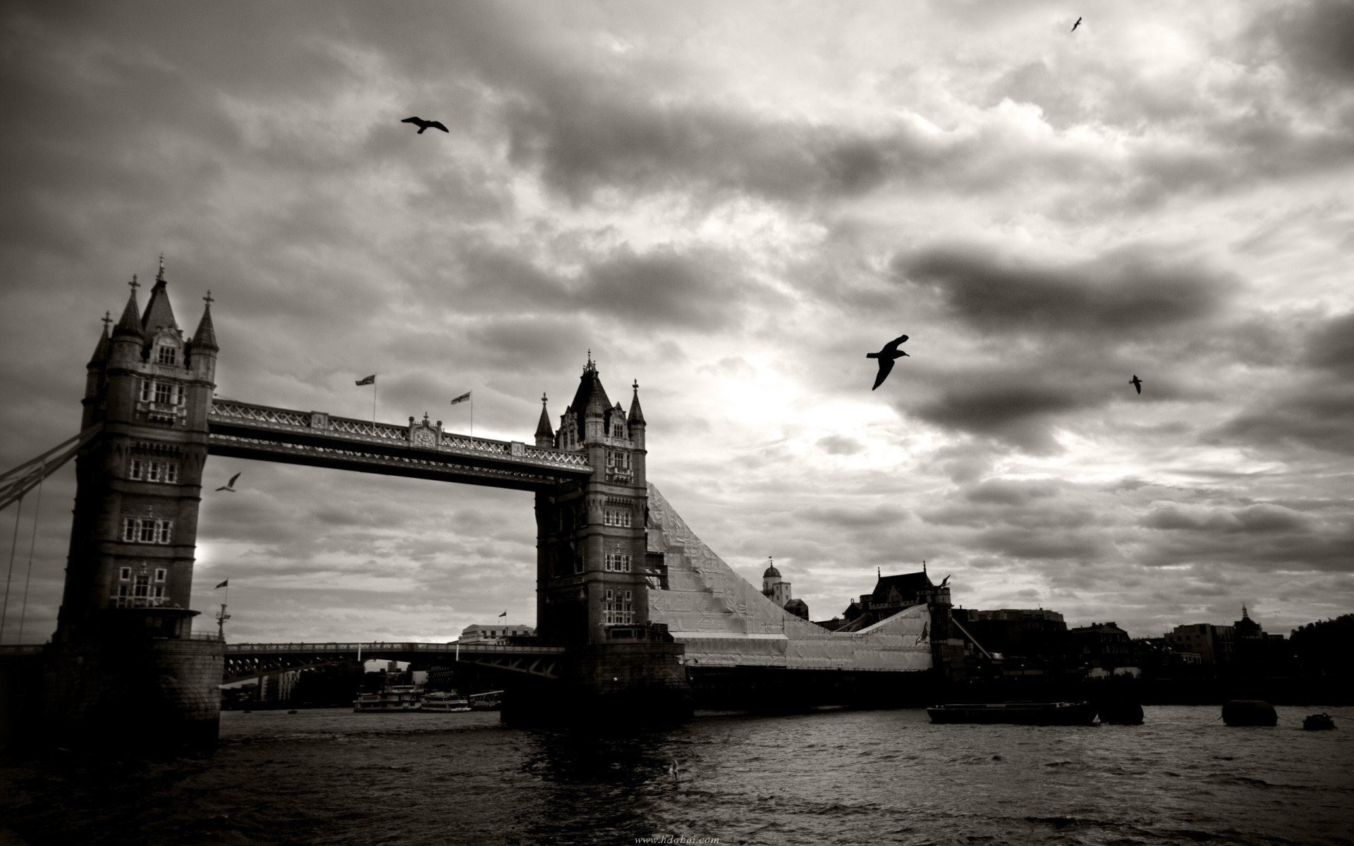 londra bianco e nero tower bridge città cielo fiume uccelli