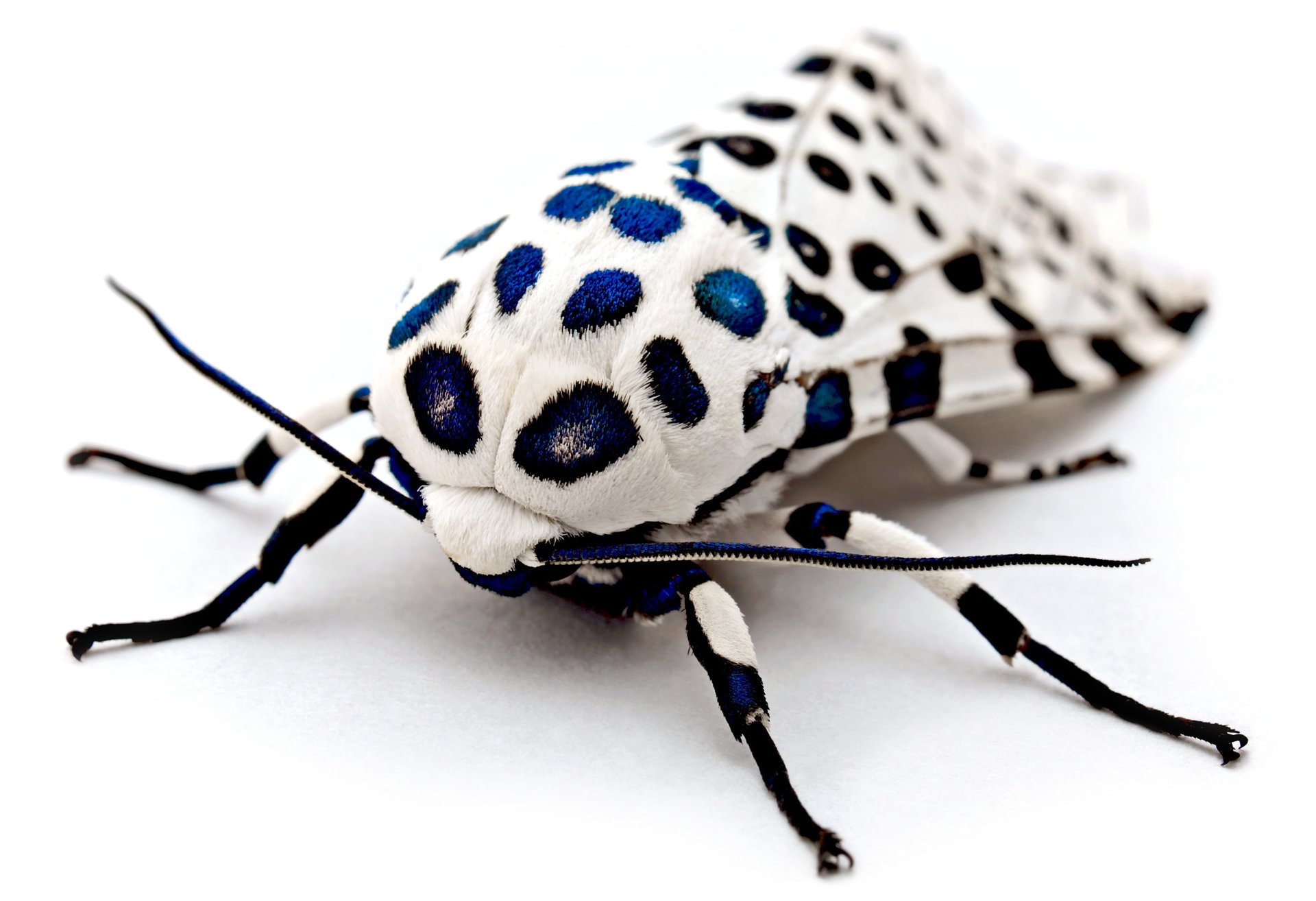 polilla polilla manchas patrón macro fondo blanco insecto fondo blanco patas bigote