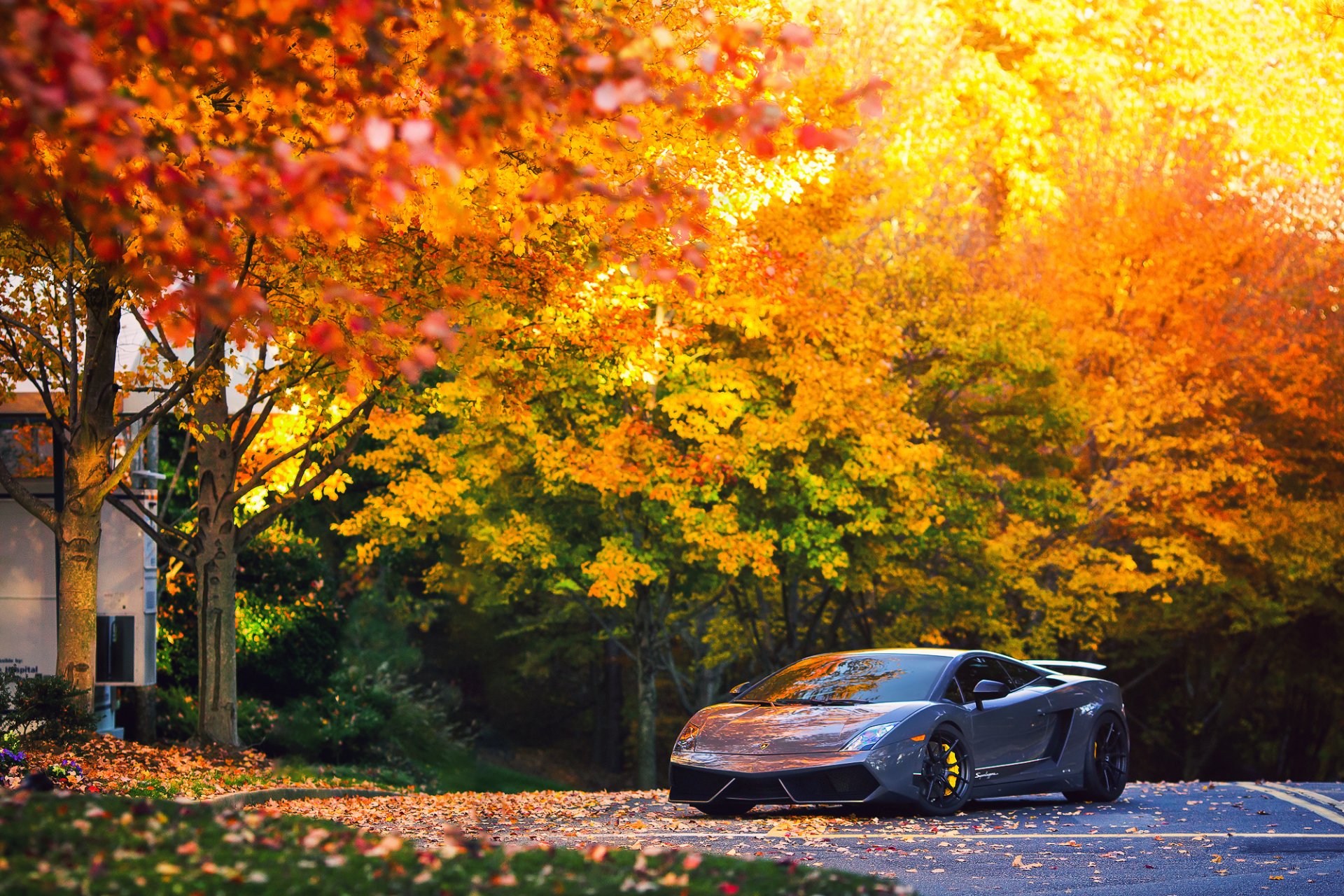 lamborghini gallardo superleggera lp570-4 otoño árboles