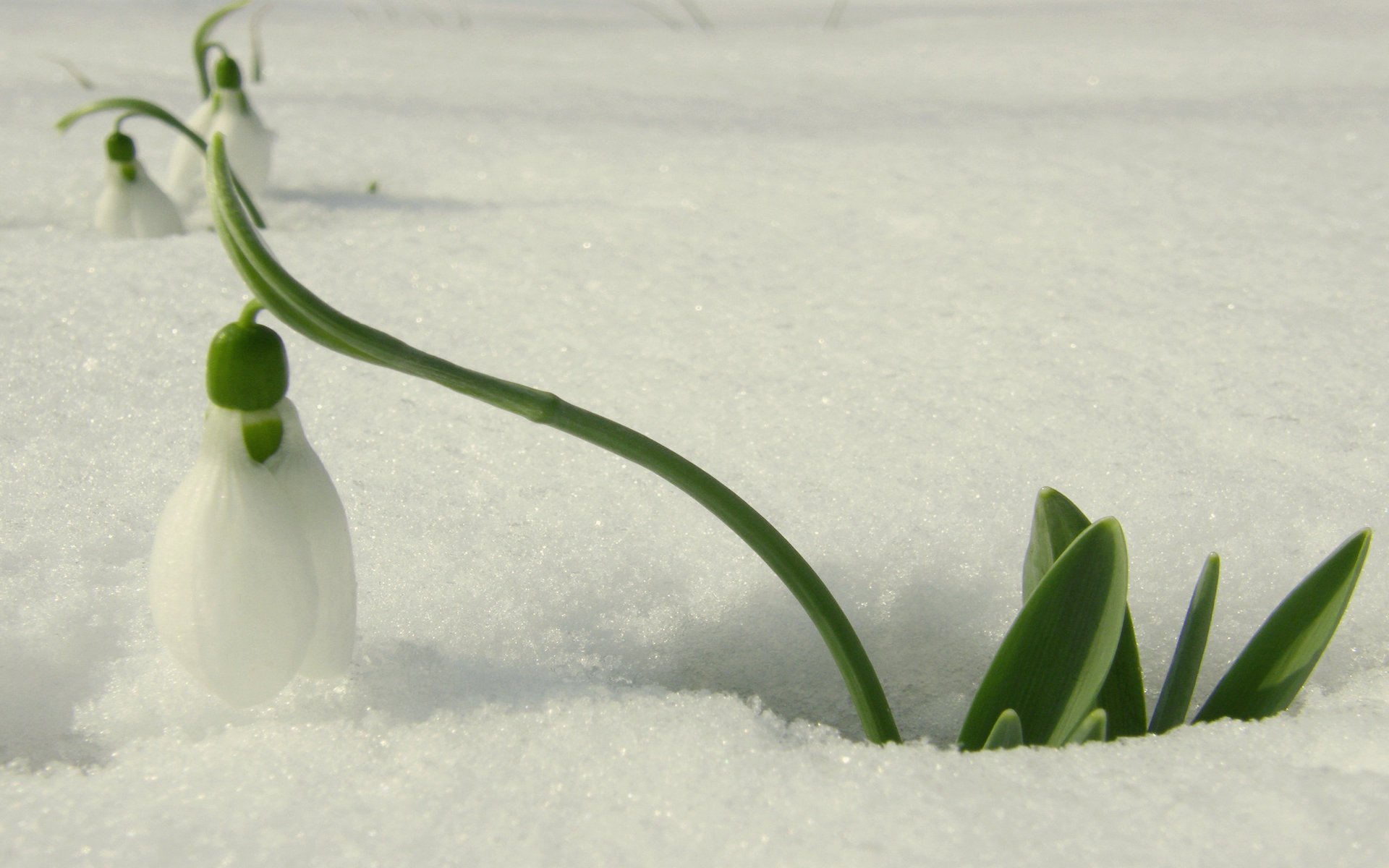 minimalismo fiore bianco bucaneve neve primavera primula luce macro