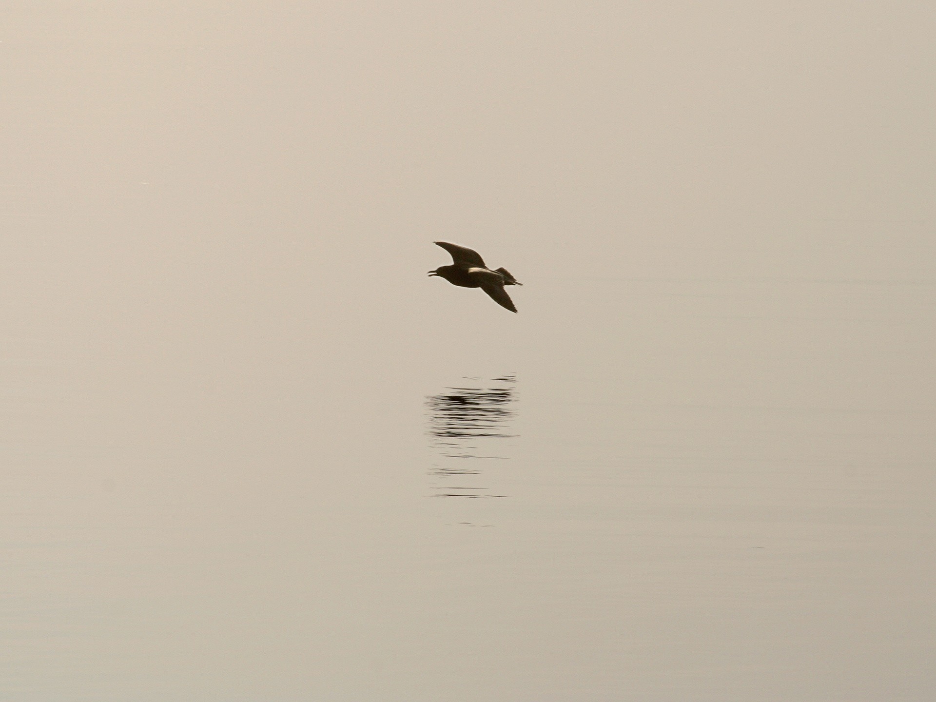 minimalismo uccello ombra