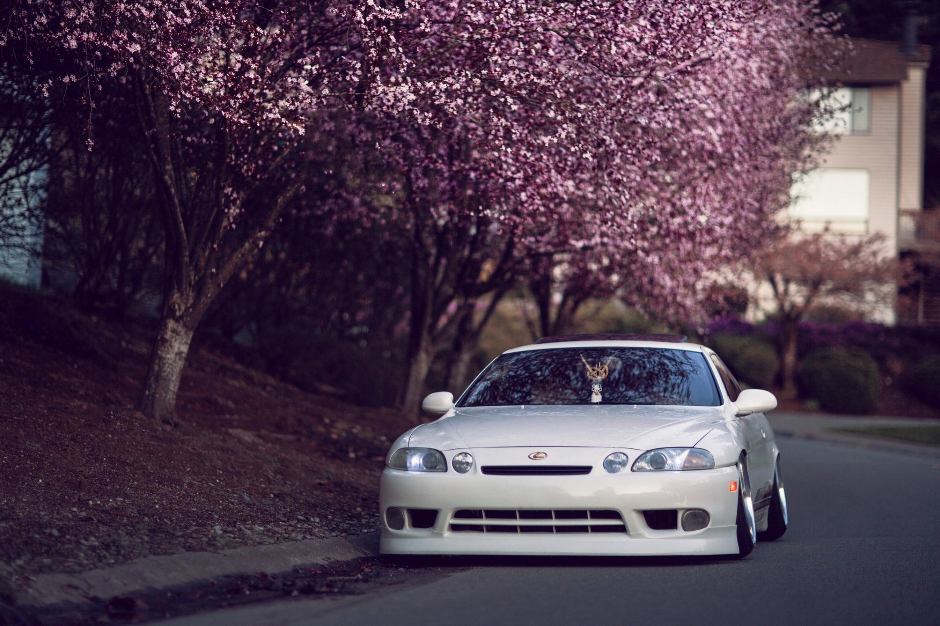 lexus sc 400 tuning auto giappone hellaflush lexus bianco strada alberi sakura