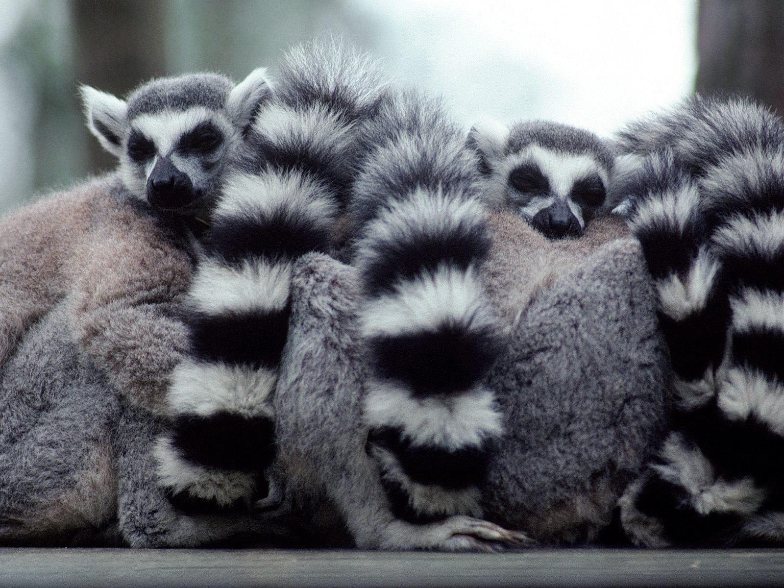 a lump of lemurs ringschwänzige lemuren schwarz lemuren schwänze streifen weiß