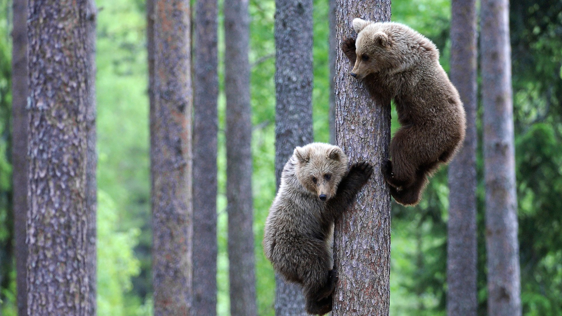 ours ours oursons animaux esprit nature forêt positif