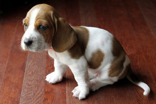 Chiot mignon avec un regard honteux