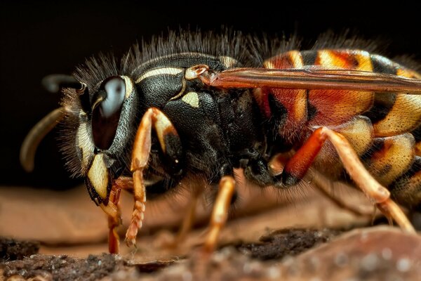 Insecte Frelon en prise de vue macro