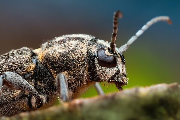 Disparo macro de insectos con antenas