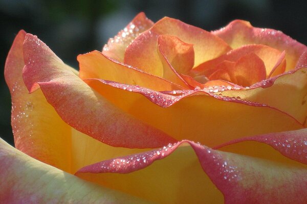 A rose in dewdrops