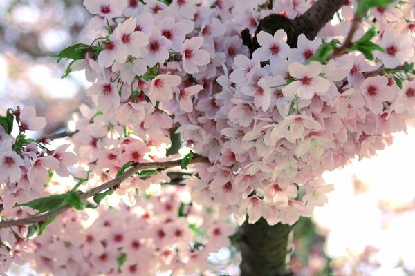 Цветущая сакура весной, обилие цветов