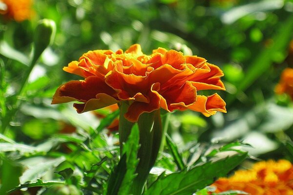 Orange marigold rat plan