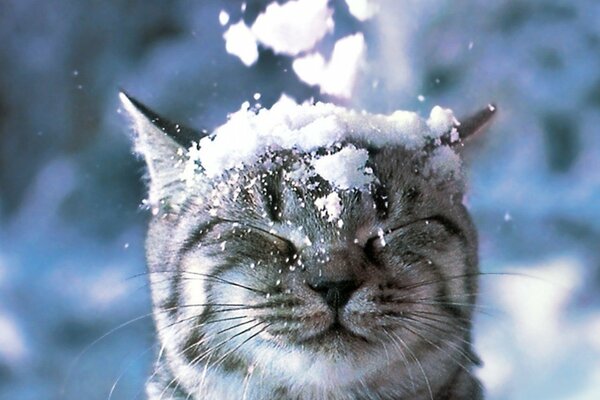 Chat de neige en hiver