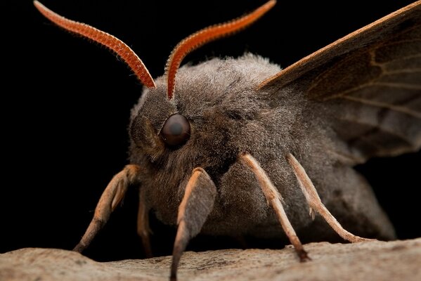 Ojos, zarcillos, patas de polilla en detalle