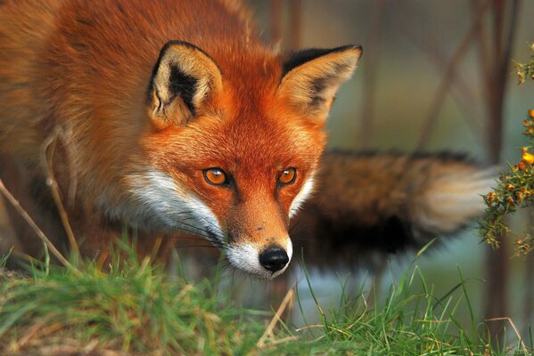 Red fox hunting in the grass