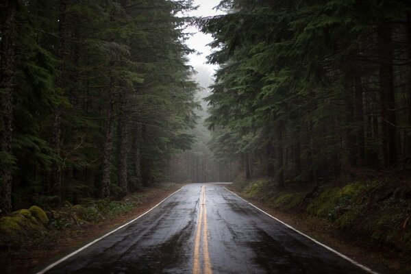 Camino en el bosque. Árboles altos