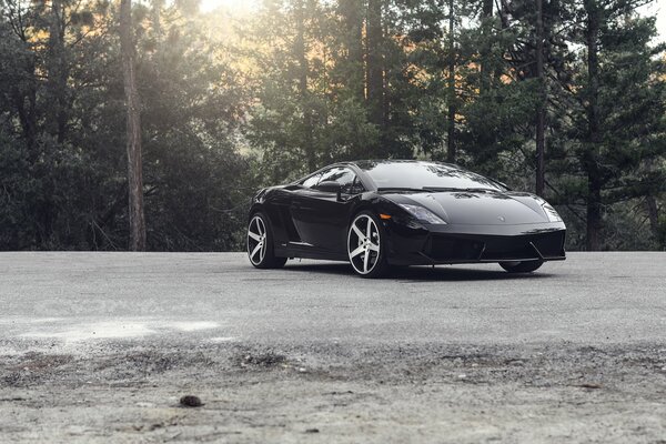 A black Lamborghini car on a background of coniferous trees in the rays of the sun