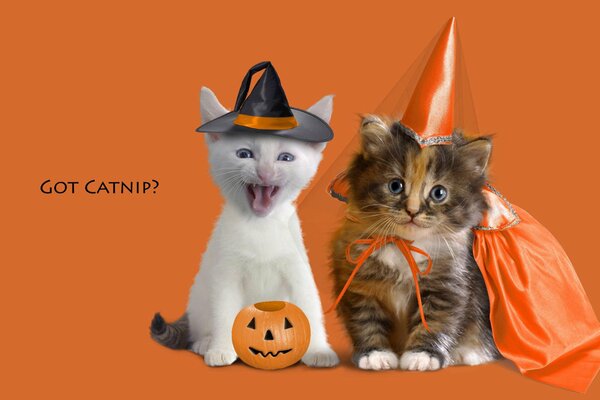 Funny kittens in Halloween costumes