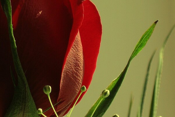 Rosa rossa, Bud robusto primo piano