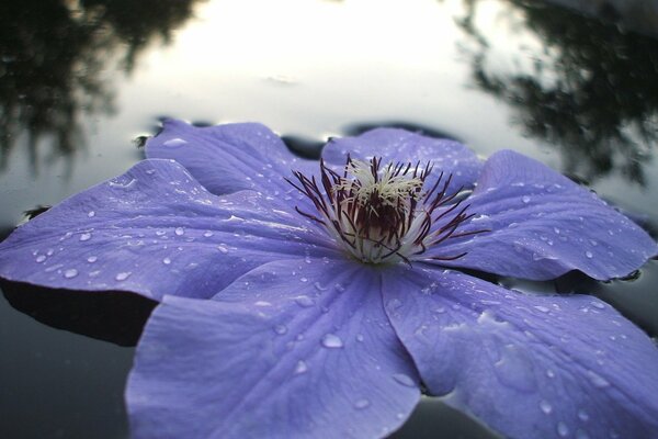 A beautiful flower on a mirror lake