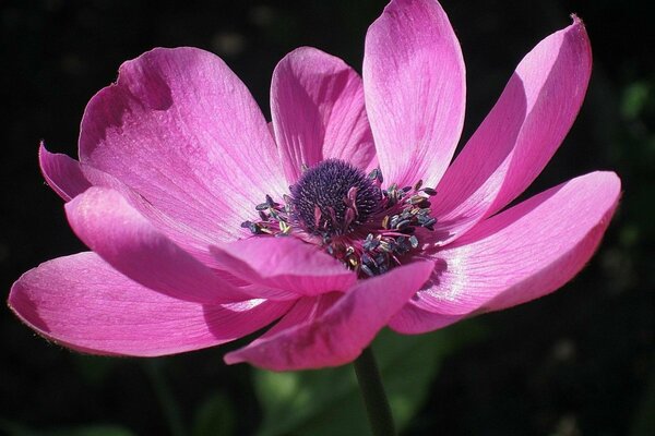 Beautiful pink flower decorate your screen