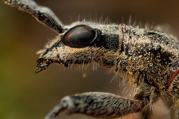 Zarcillos y ojos de insecto en el disparo macro