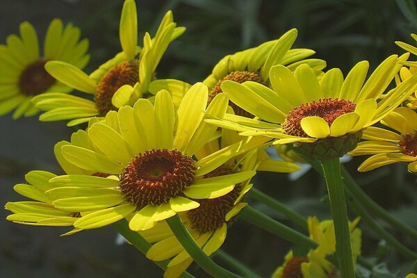 Gelbe Gartenblumen, ähnlich wie Kamille