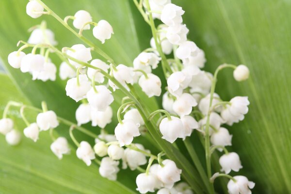 Bouquet of fragrant lilies of the valley in spring