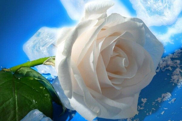 Weiße Rose auf kaltem Eis
