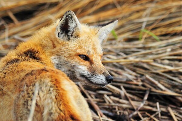 Renard rusé aux cheveux roux sur la Seine