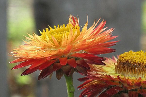 Fleurs colorées de fleurs séchées avec beaucoup de feuilles