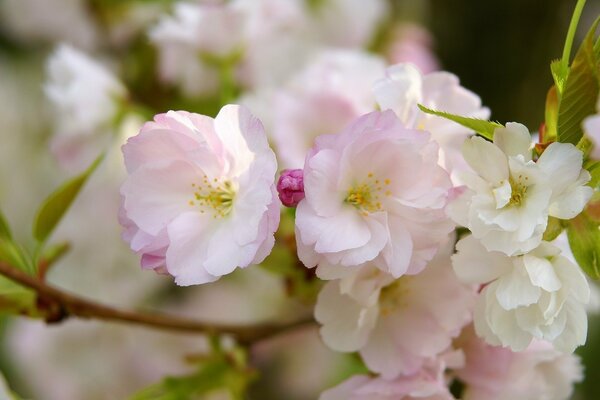 Macro photo of cherry blossoms