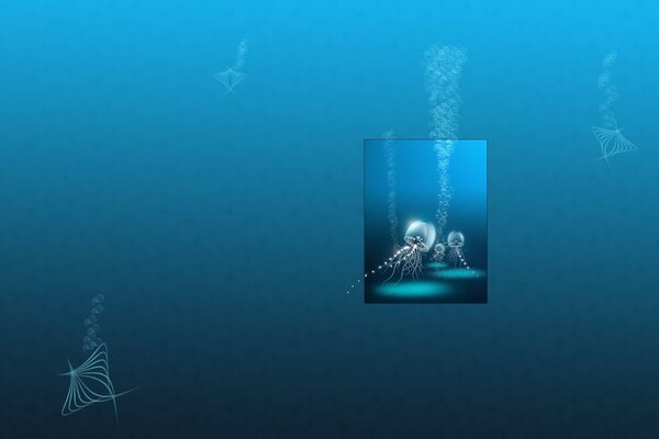 Vida Marina hermosas medusas