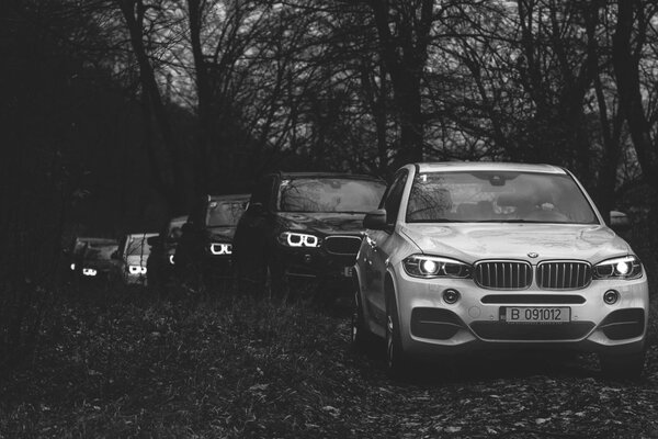 Auto BMW in colonna nella foresta