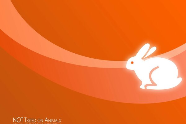 White rabbit on an orange background with a stripe