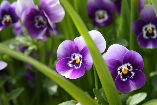 Purple pansies and grass