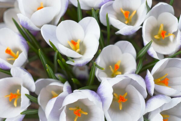 Spring bouquets of crocus flowers