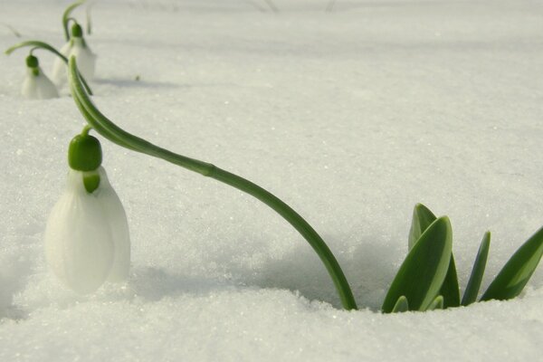 Lily of the valley breaking through the snow in spring