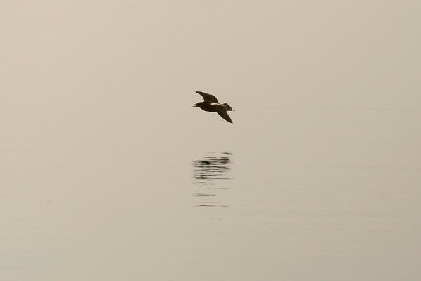 Mouette solitaire au milieu d une mer immense