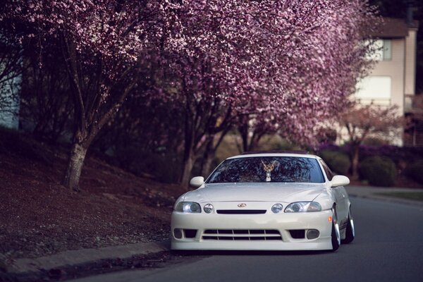 White Lexus on the side of the road near sakura