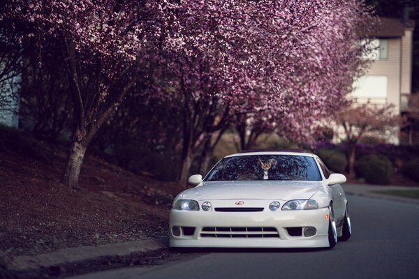 Lexus blanco en la carretera cerca de Sakura