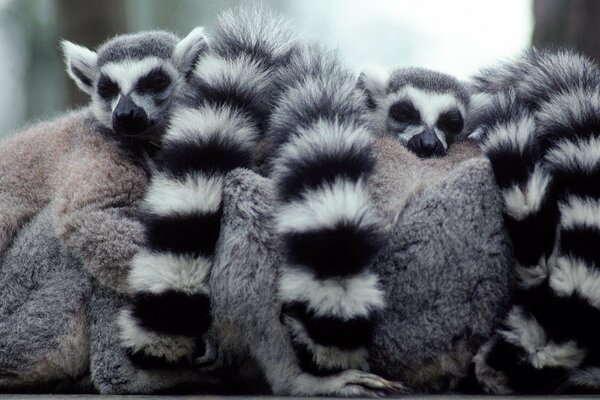 A family of lemurs with striped tails